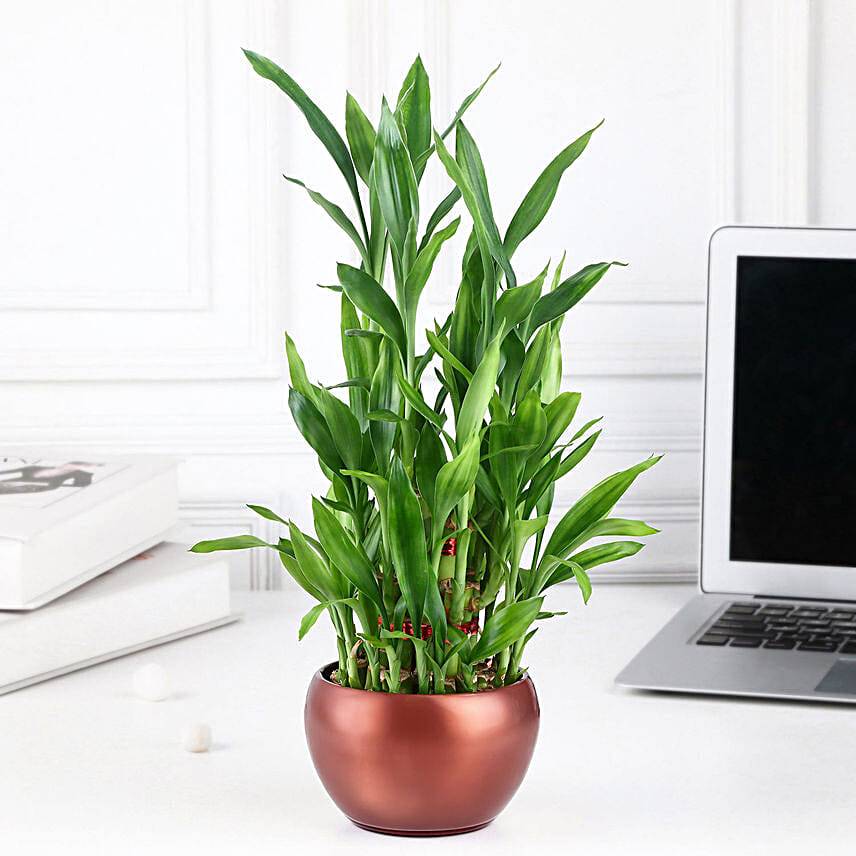 Lucky Bamboo Trio Delight