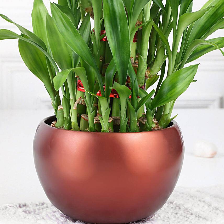 Lucky Bamboo Trio Delight