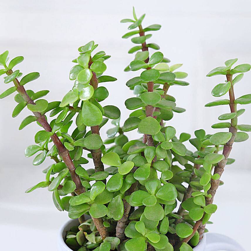 Lucky Jade for My Daughter