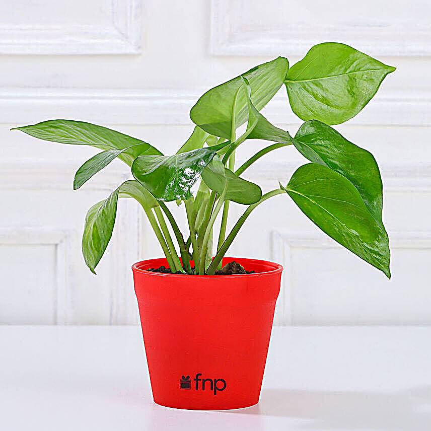 Lucky Money Plant Yellow Pot