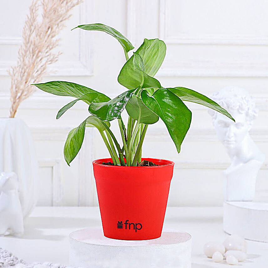 Lucky Money Plant Yellow Pot