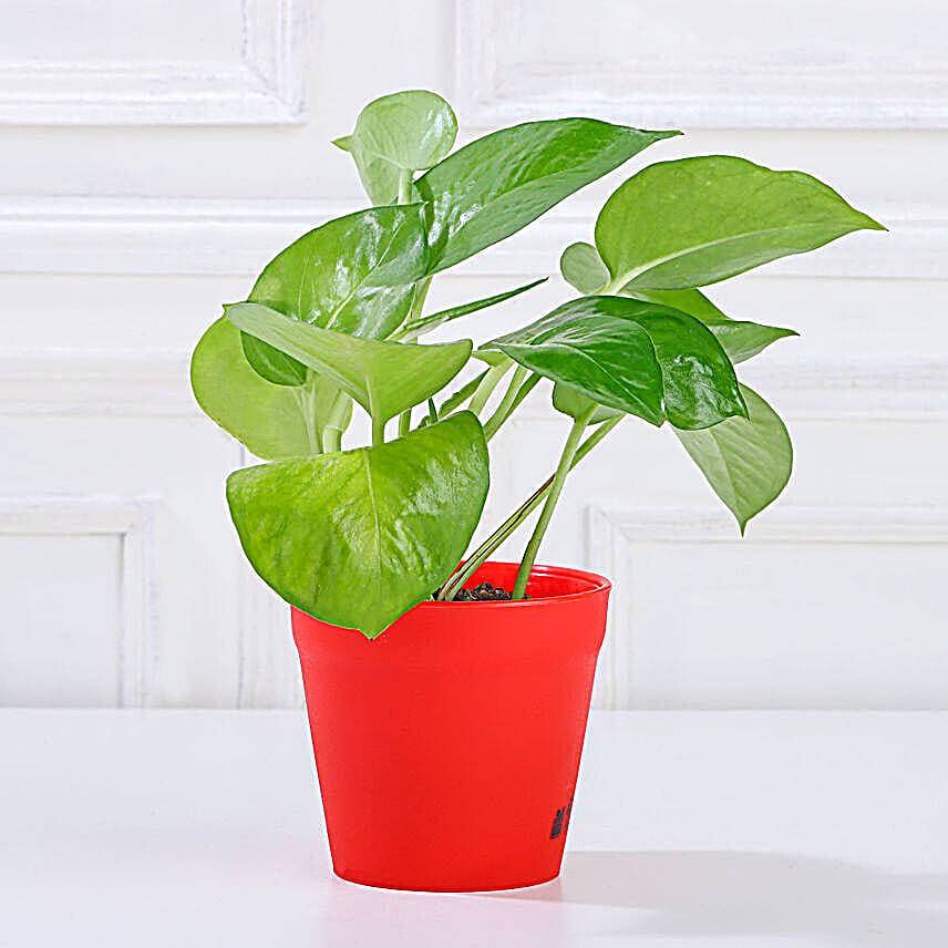 Lucky Money Plant Yellow Pot