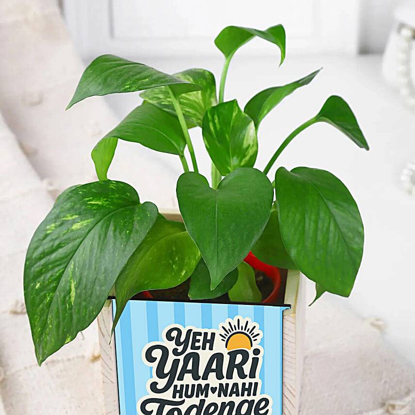 Lush Green Money Plant with Organiser for Friendship day