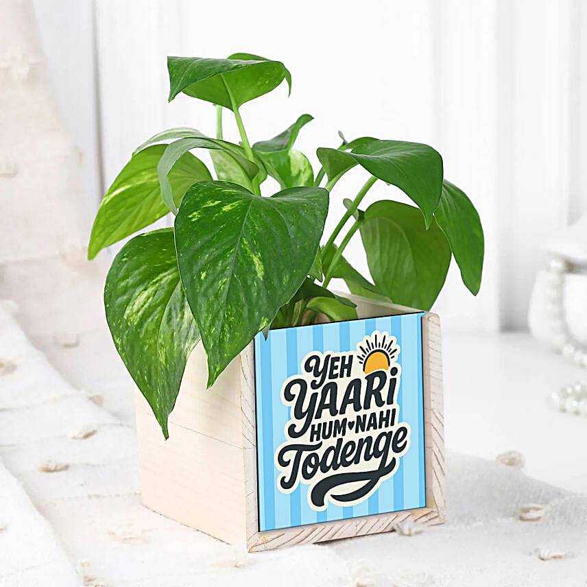Lush Green Money Plant with Organiser for Friendship day