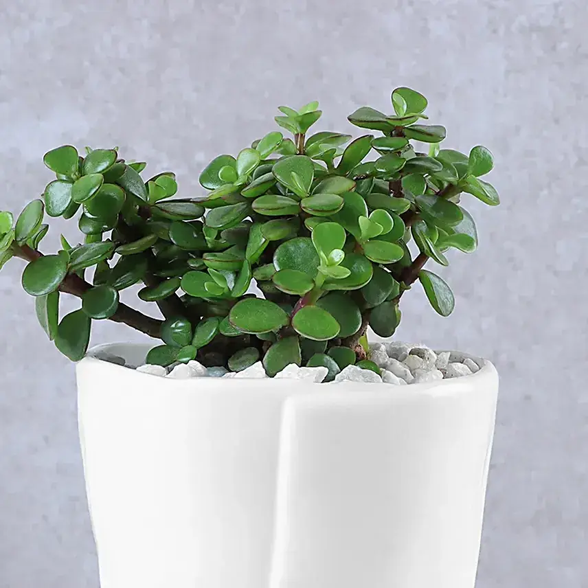 Lush Jade Prosperity Congratulatory Planter