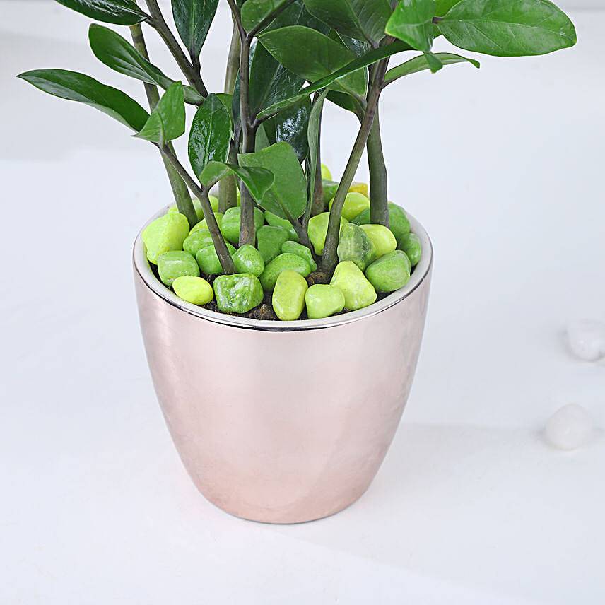 Luxe Gold Zamioculcas Harmony