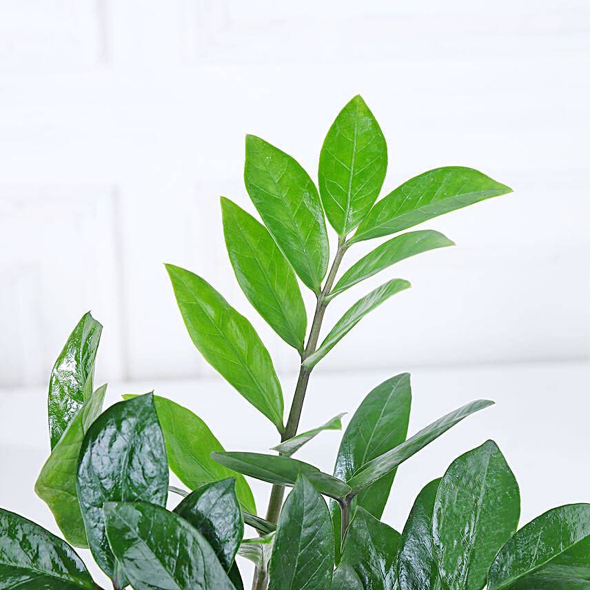 Luxe Gold Zamioculcas Harmony