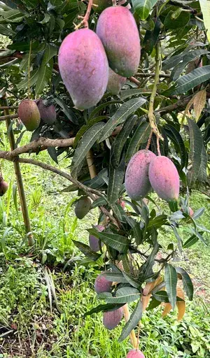Super Juicy Japanese Miyazaki Mango Plant & Tree For Home Garden (1.5-3.5 Ft Height) Pack Of 1 Buy @ ₹549
