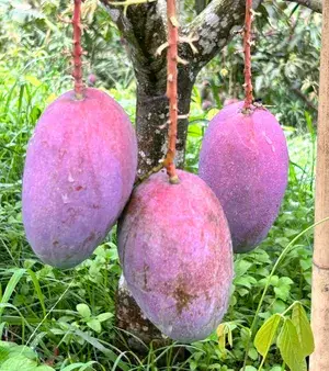 Super Juicy Japanese Miyazaki Mango Plant & Tree For Home Garden (1.5-3.5 Ft Height) Pack Of 1 Buy @ ₹549