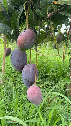 Super Juicy Japanese Miyazaki Mango Plant & Tree For Home Garden (1.5-3.5 Ft Height) Pack Of 1 Buy @ ₹549