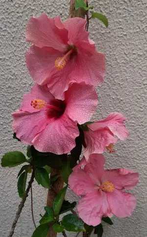 Hibiscus 12 Month Flower Plant (Pack Of 1) For Home Garden Buy @ ₹499