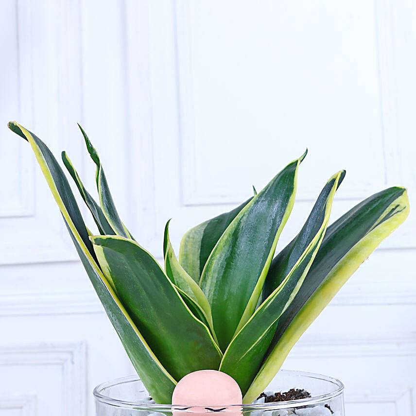 Milestone Bliss Sansevieria Elegance