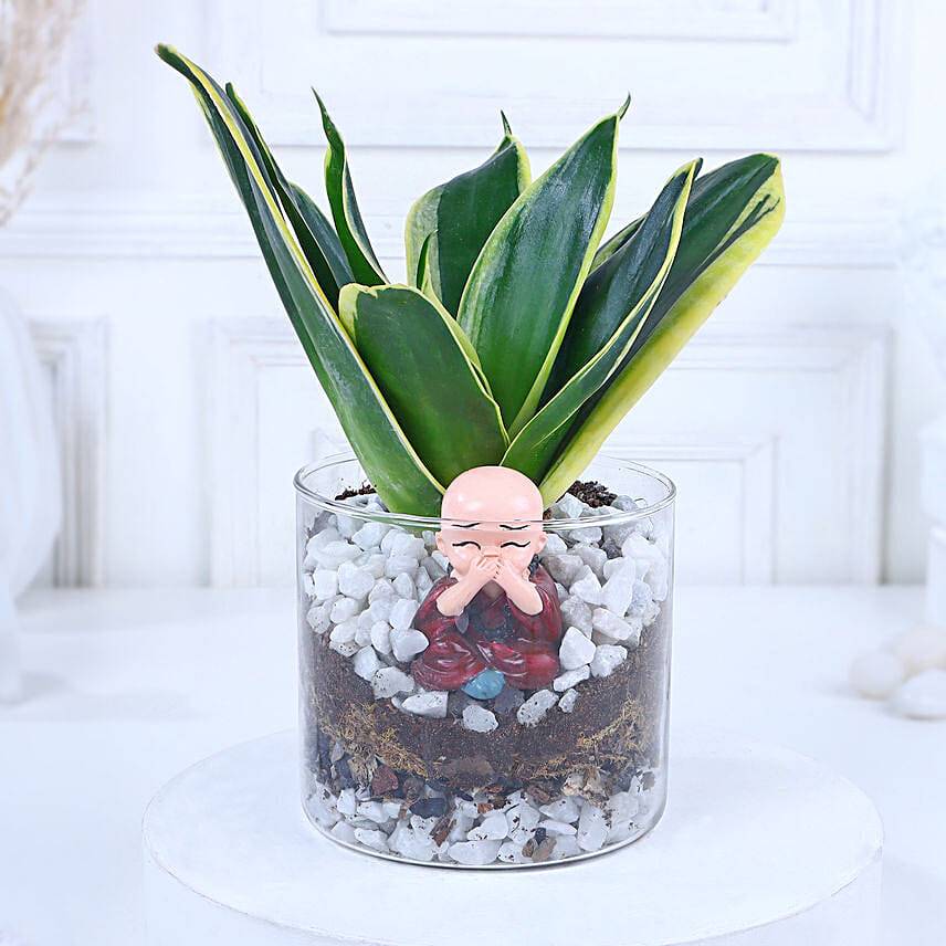 Milestone Bliss Sansevieria Elegance