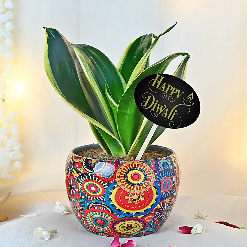 Milt-Sansevieria Diwali Delight