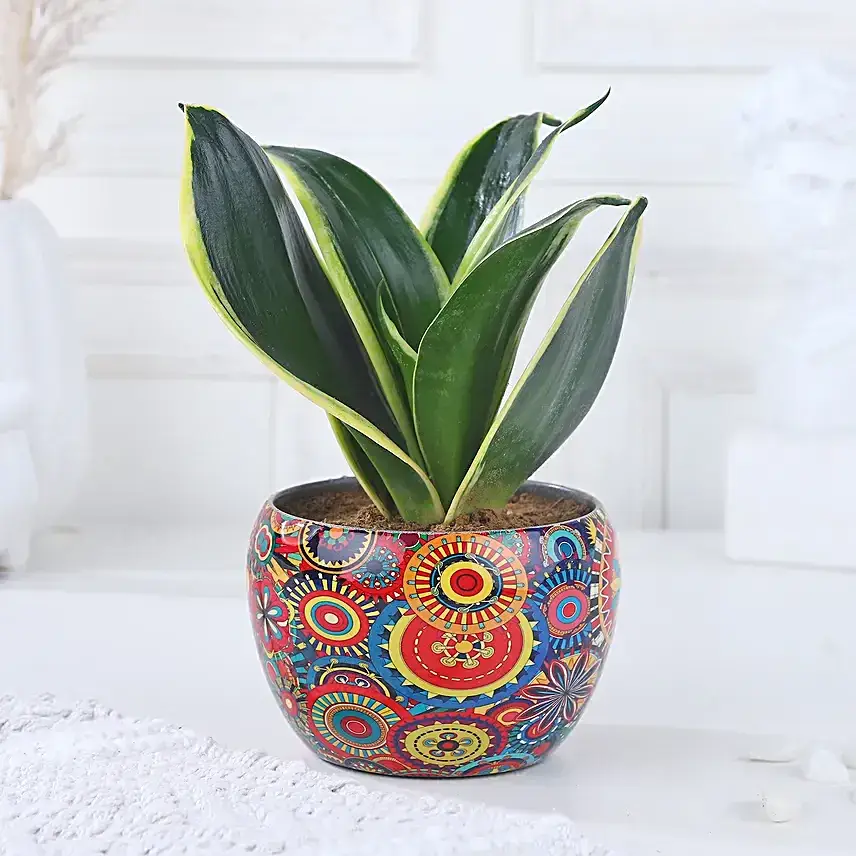 Milt-Sansevieria Diwali Delight