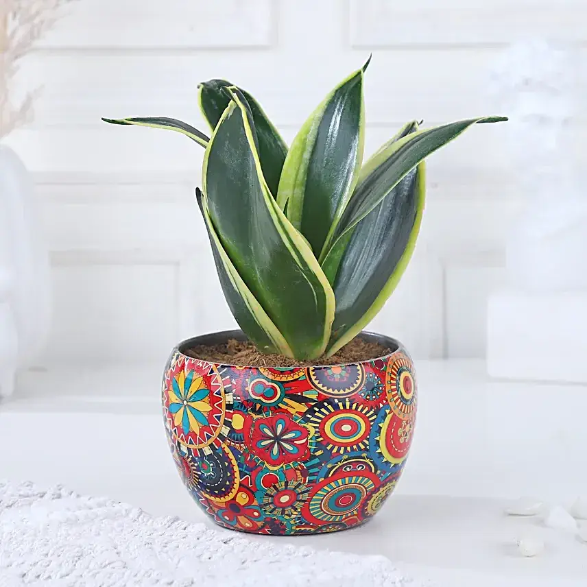 Milt-Sansevieria Diwali Delight