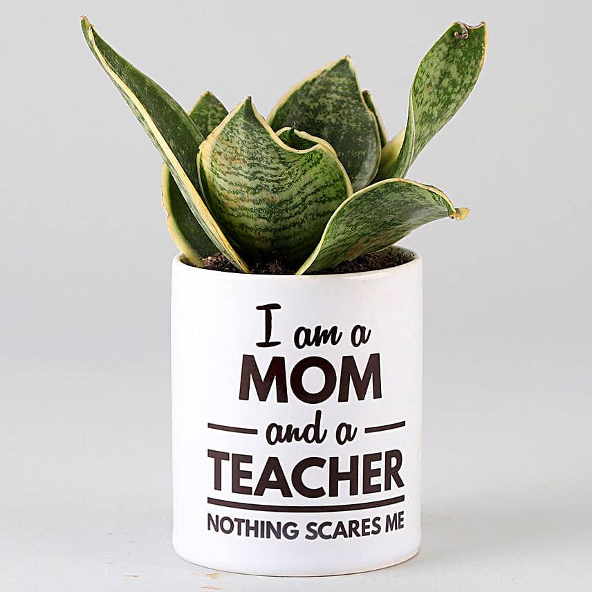 Milt Sansevieria In Printed Pot For Mom