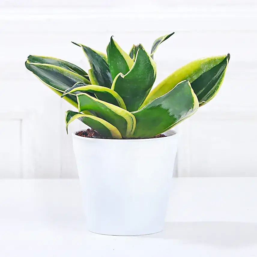 MILT Sansevieria Plant in Imported Plastic Pot