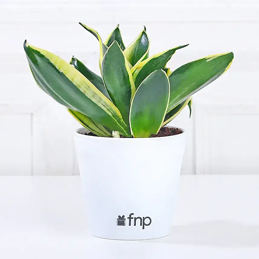MILT Sansevieria Plant in Imported Plastic Pot