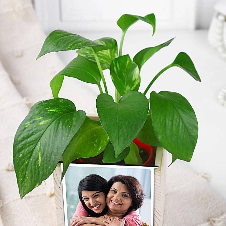 Mom’s Green Desk Companion