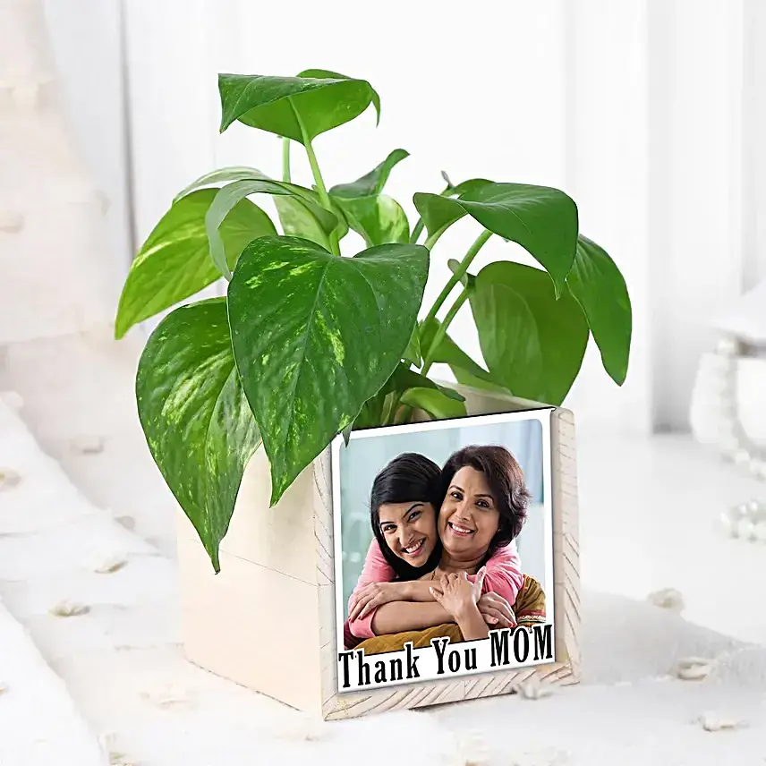 Mom’s Green Desk Companion