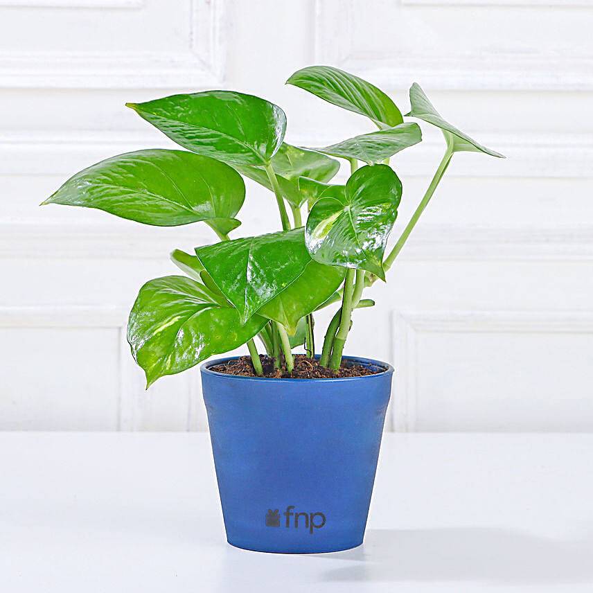 Money & Jade Plant Set