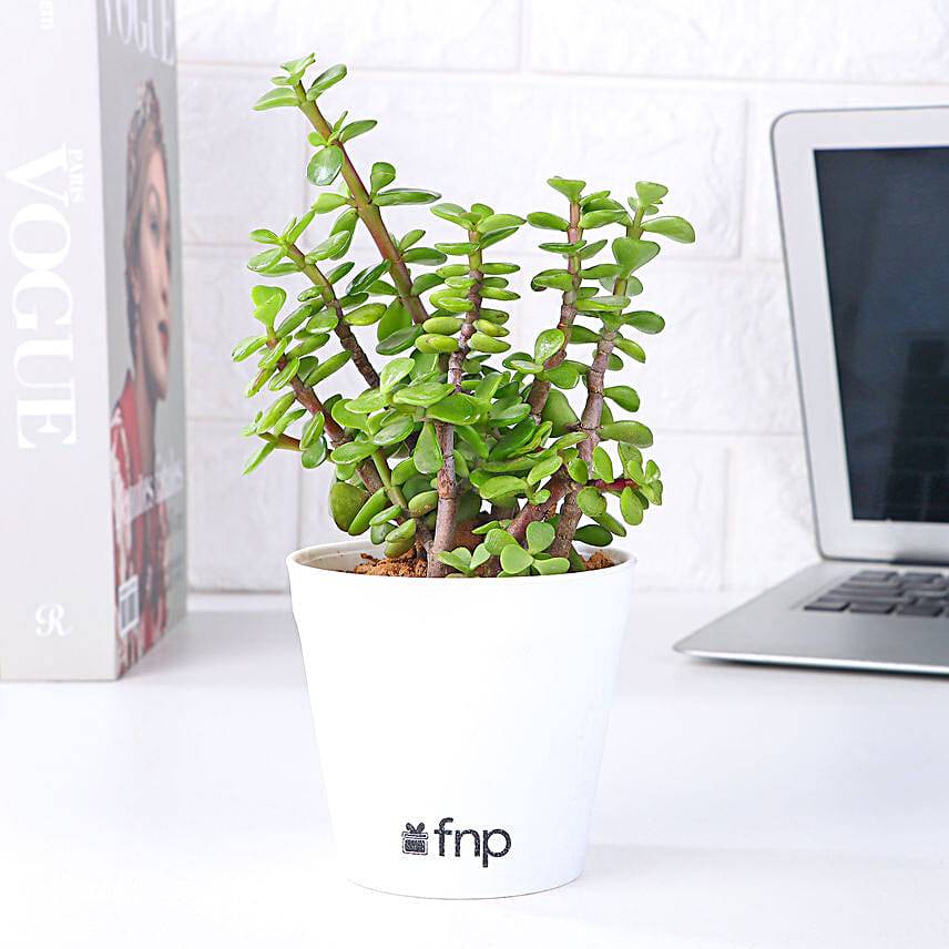 Money & Jade Plant Set