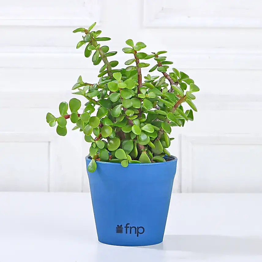 Money, Jade & Syngonium Plant Set
