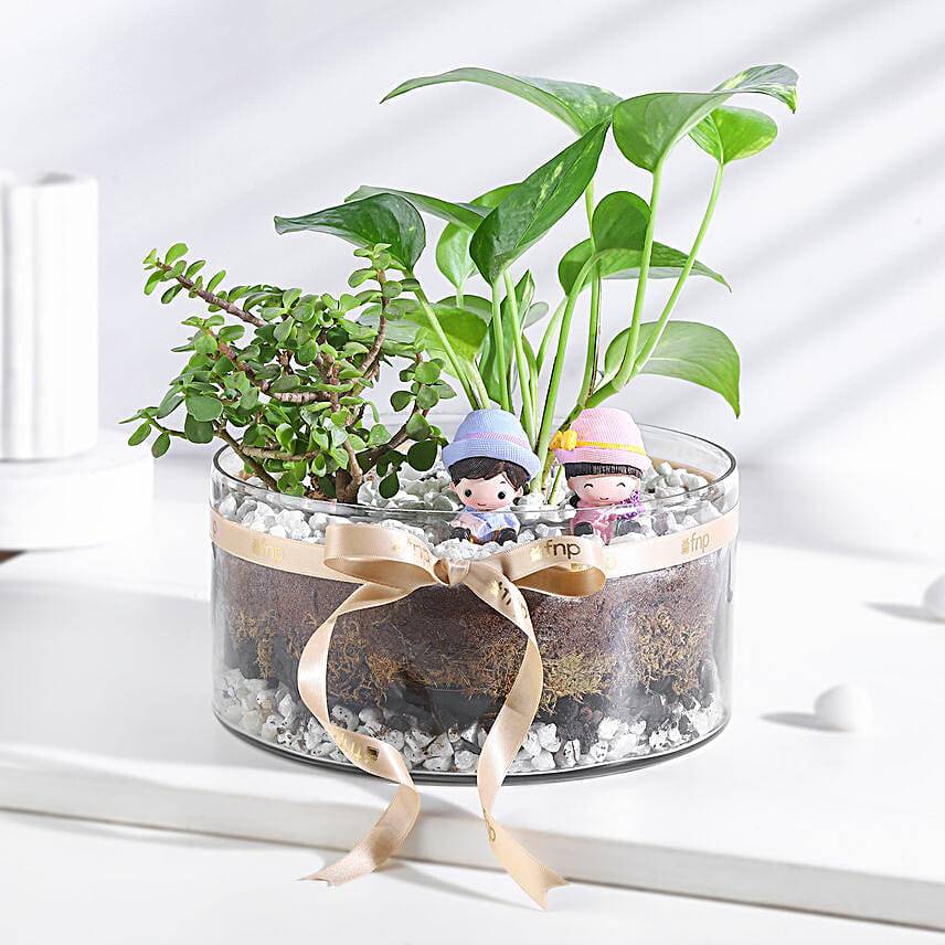 Money N Jade Plant Prosperity Duo