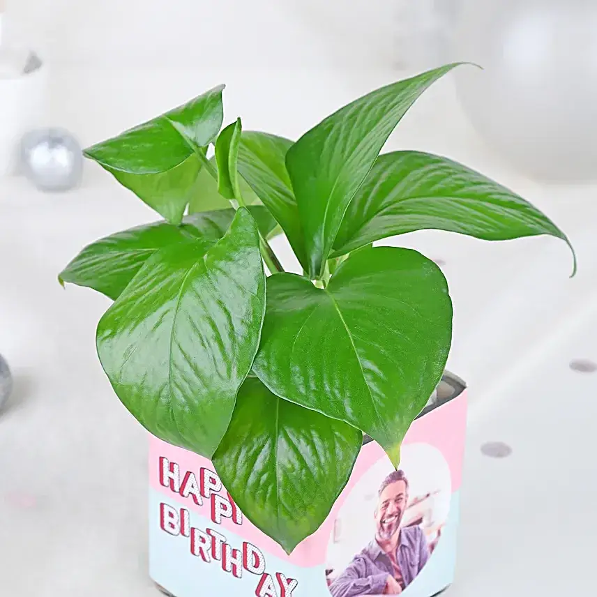 Money Plant Birthday Edition