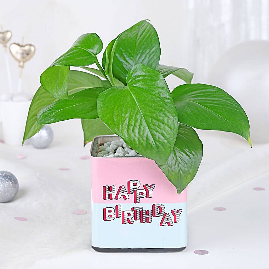 Money Plant Birthday Edition