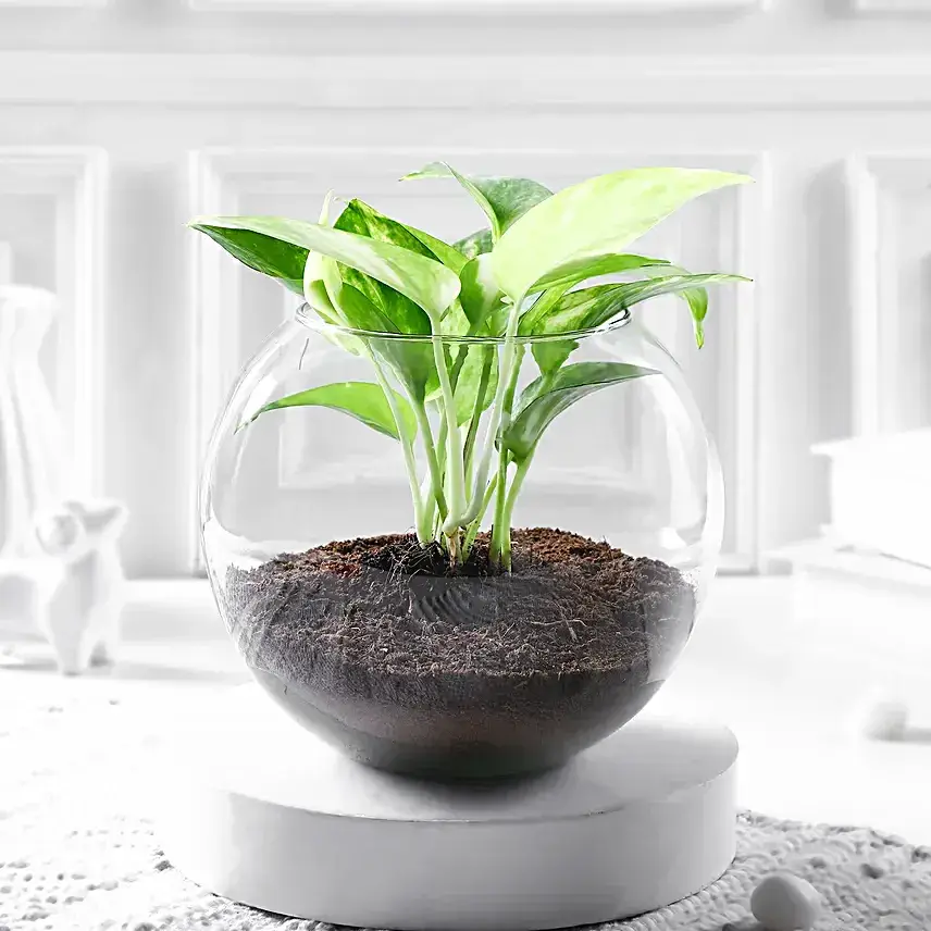 Money Plant Blossom Delight