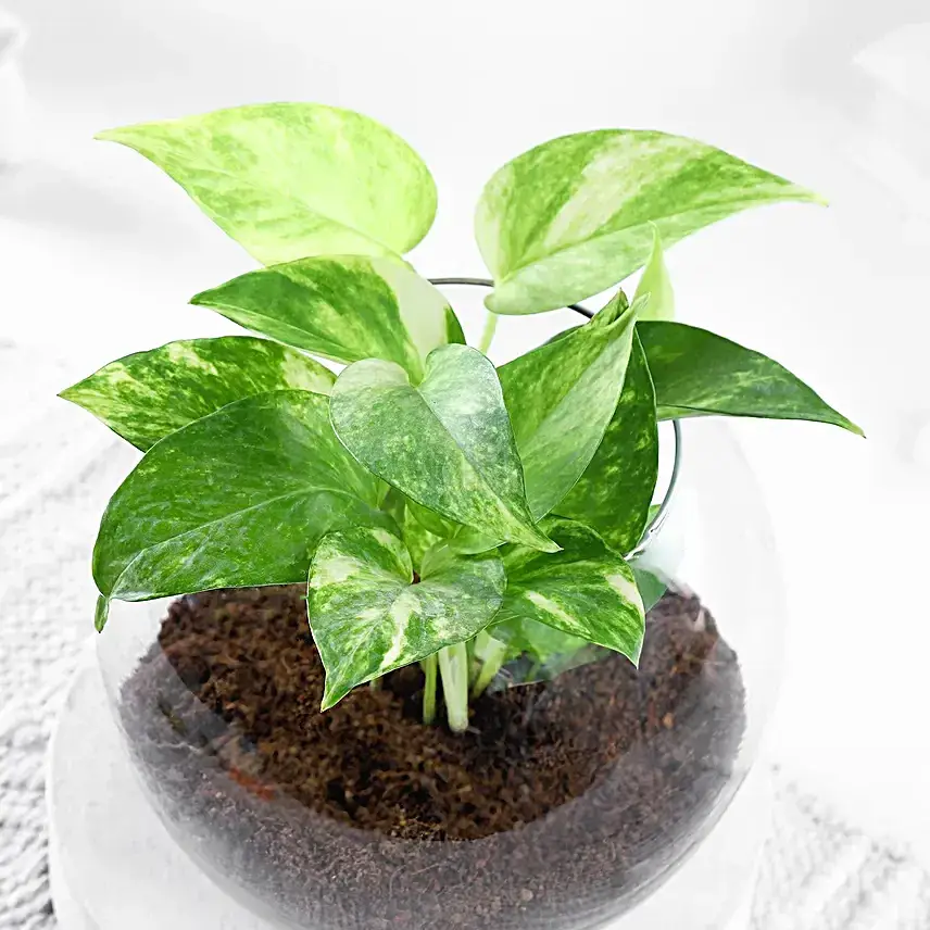 Money Plant Blossom Delight