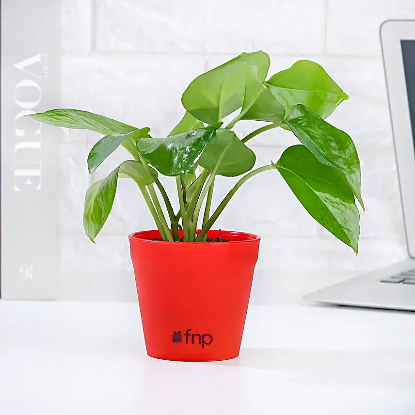 Money Plant Dairy Milk Combo