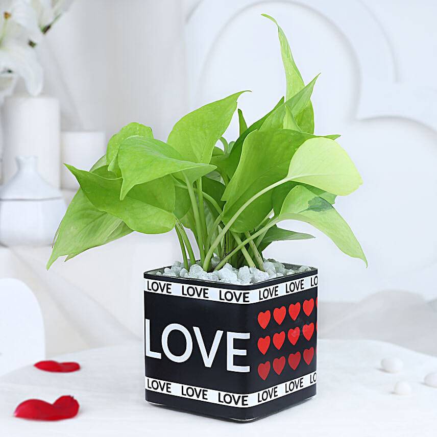 Money Plant Love Gift