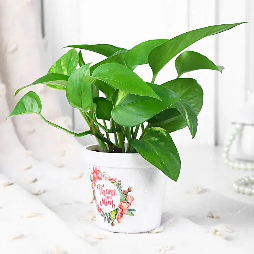 Money Plant Gift For Mom