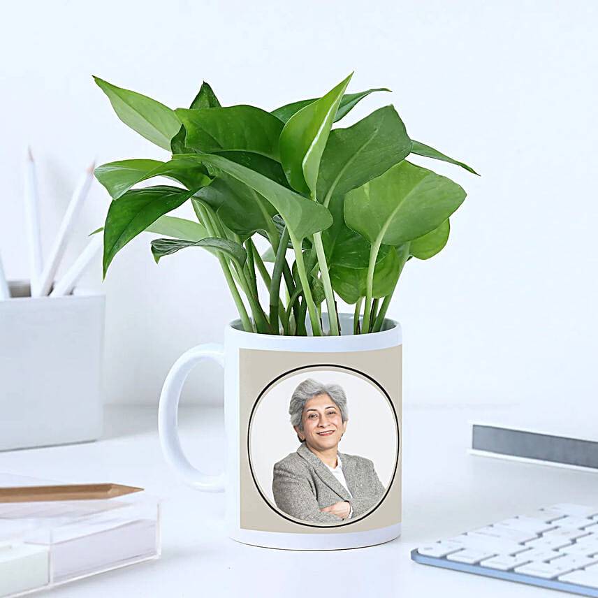 Money Plant Gift Set For Boss Day