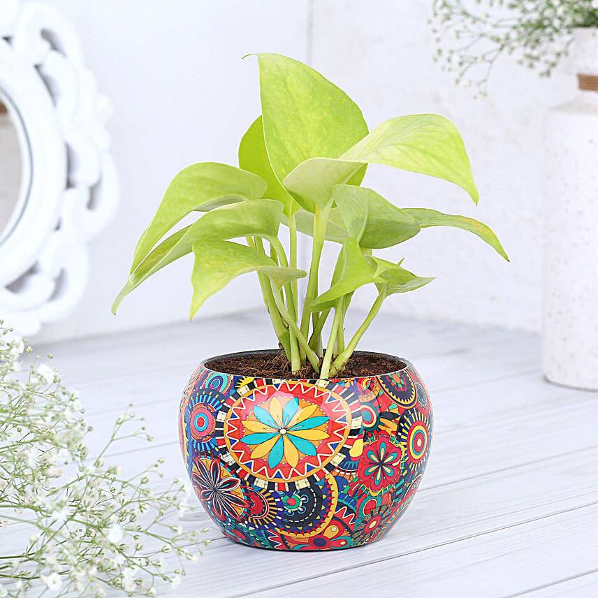 Money Plant In Colourfull Rajwada Printed Pot