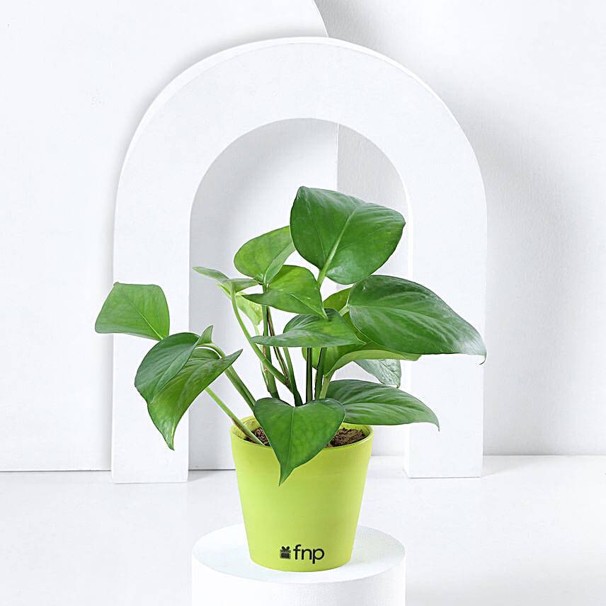 Money Plant in Imported Plastic Pot