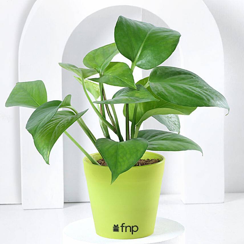 Money Plant in Imported Plastic Pot