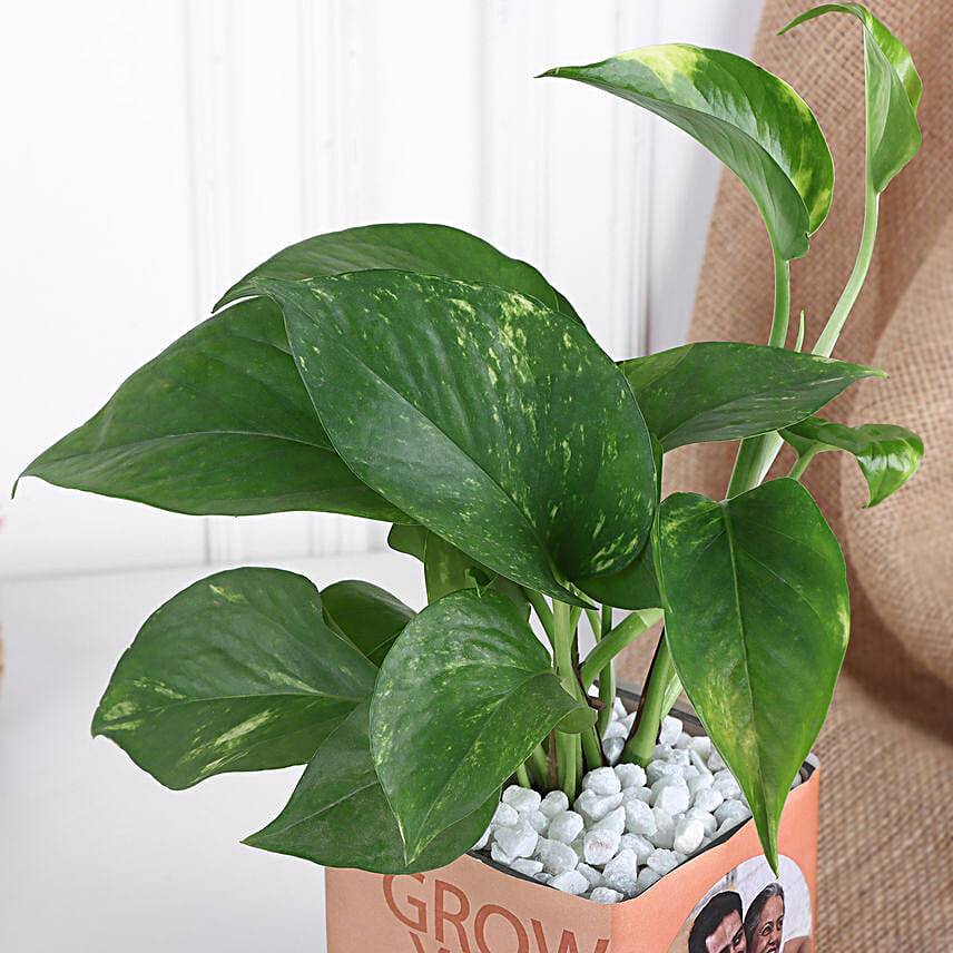 Money Plant in Personalised Vase