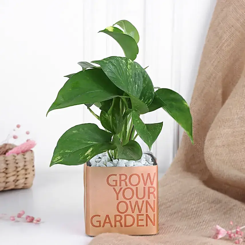 Money Plant in Personalised Vase