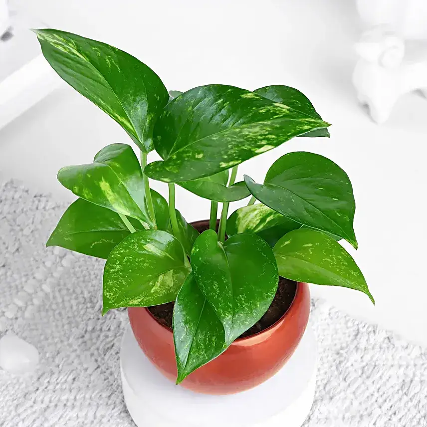 Money Plant In Rustic Copper Pot