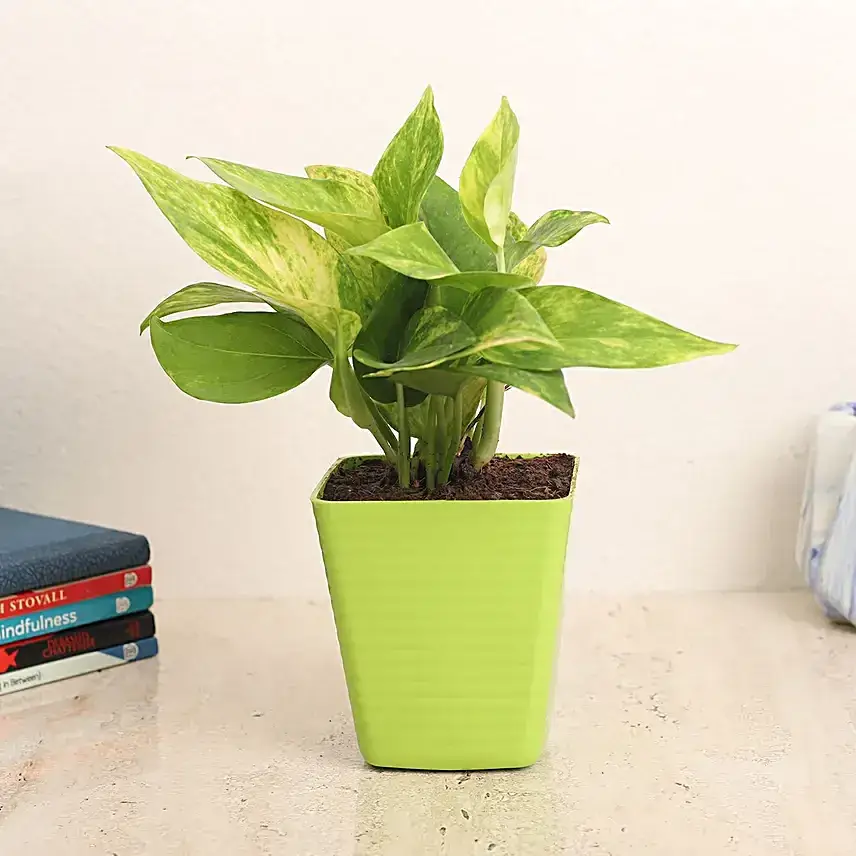 Money Plant In Sleek Green Pot