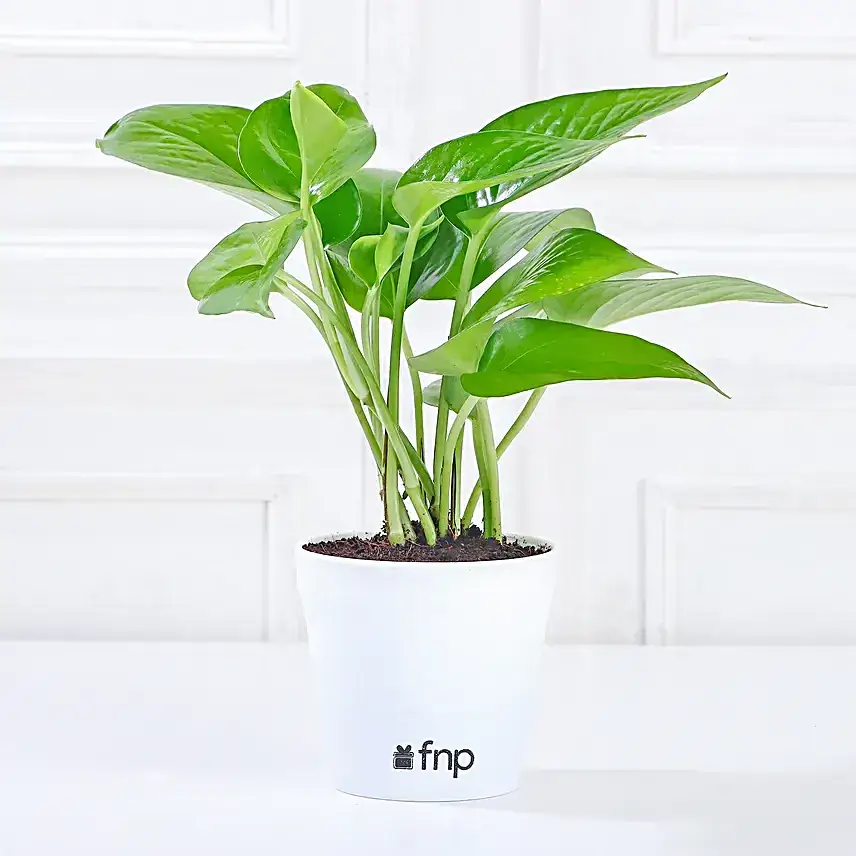 Money Plant In Yellow Pot & Cadbury Chocolates