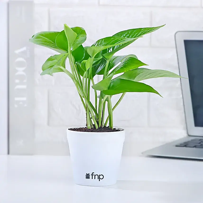 Money Plant In Yellow Pot & Cadbury Chocolates