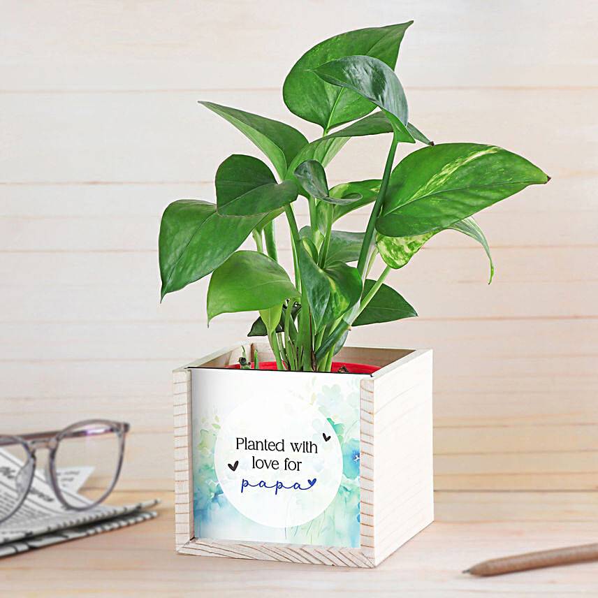 Money Plant Love For Dad