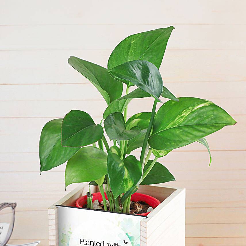 Money Plant Love For Dad
