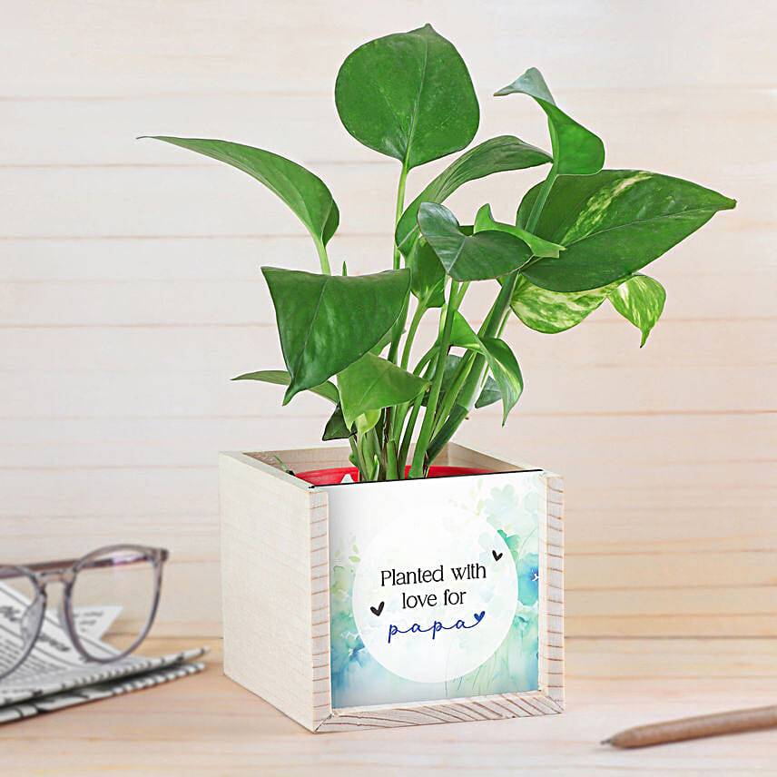 Money Plant Love For Dad