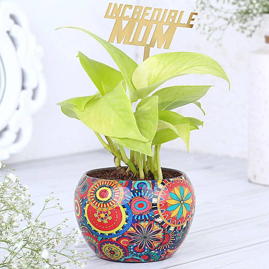 Money Plant Love For Mom